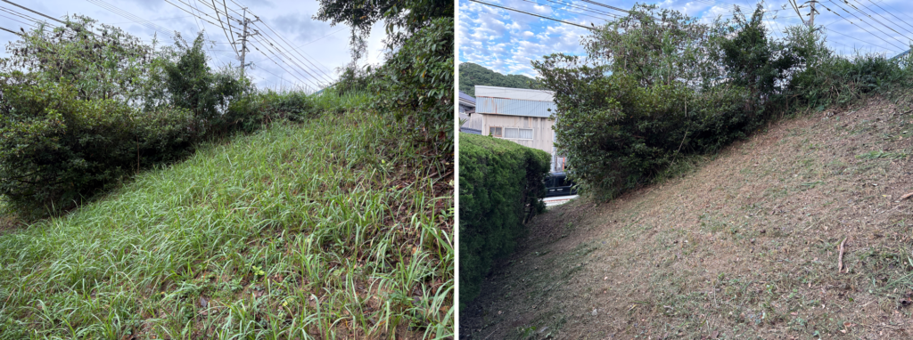 法面の草刈り。左が作業前で雑草が生い茂り、右が作業後で地面が見えるまで刈り取った(飯塚市楽市)