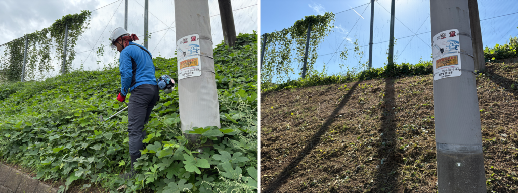 刈払機で斜面の草を刈る作業の様子と、作業後の斜面