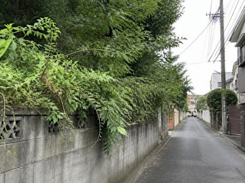 塀から道路にはみ出した草木