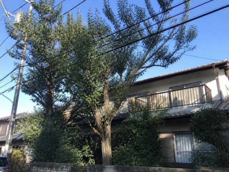 電線や屋根まで伸びた庭木
