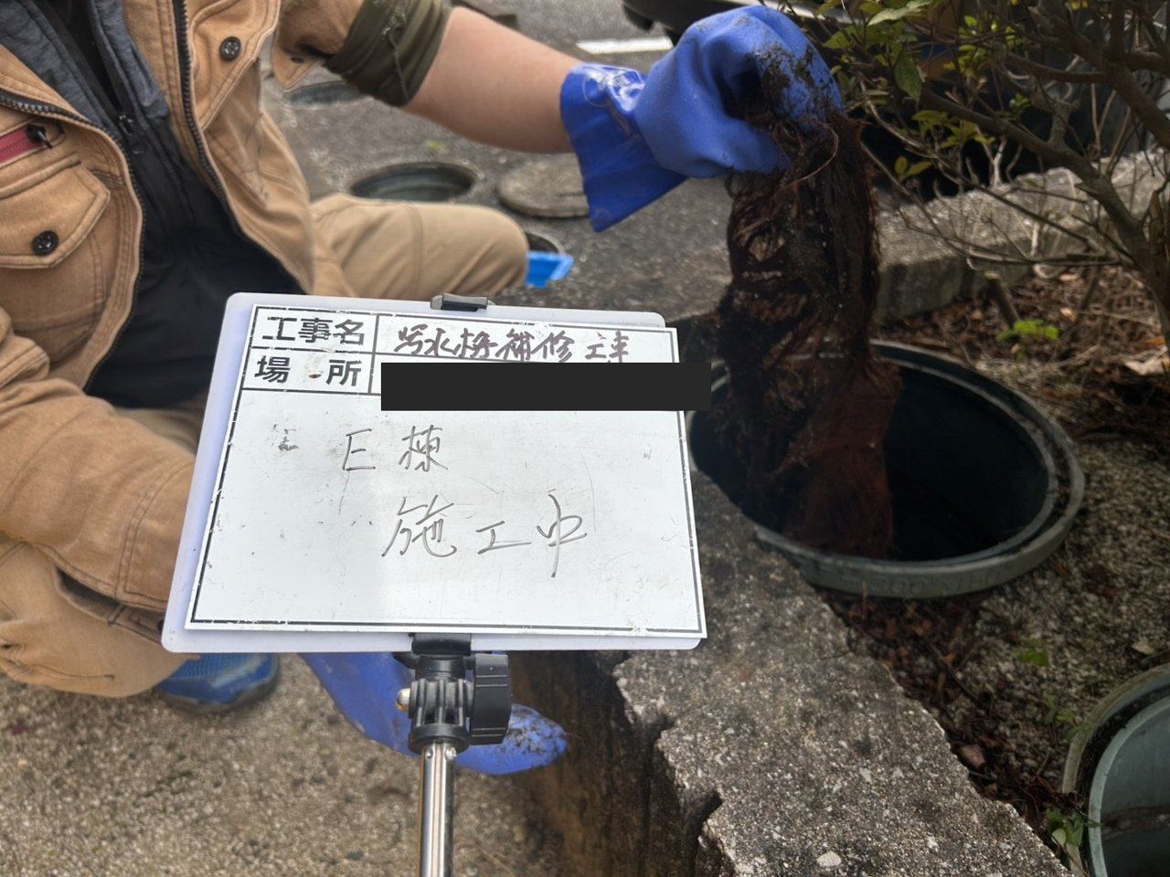 飯塚市 汚水桝から木の根を除去（E棟）
